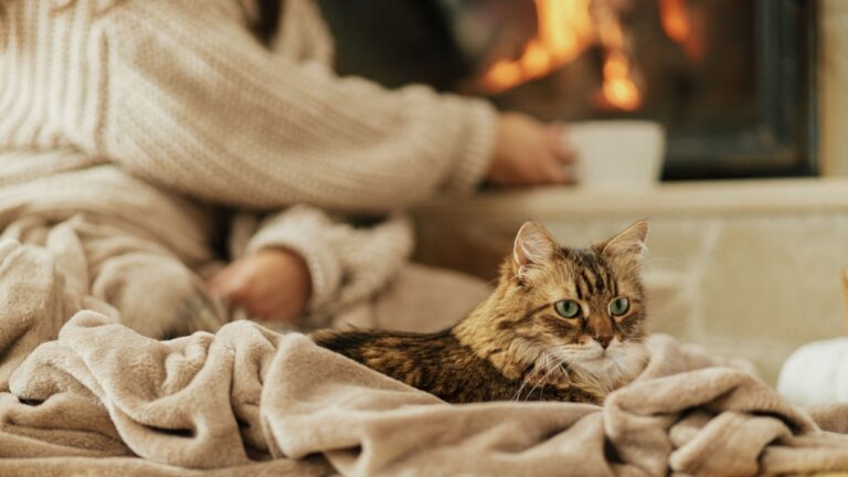 Cute cat lying on cozy blanket at fireplace close up, autumn hygge. Adorable tabby kitty relaxing at fireplace on background of owner in warm sweater with cup of tea in rustic farmhouse.