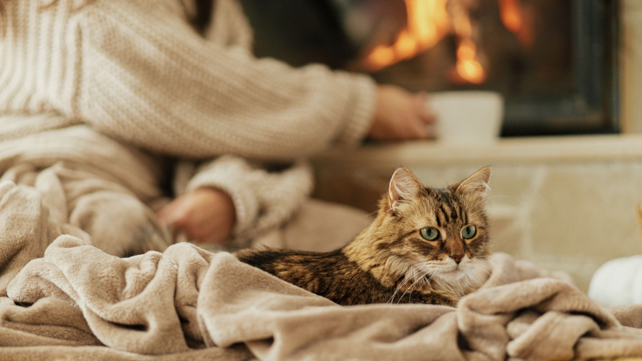 Cute cat lying on cozy blanket at fireplace close up, autumn hygge. Adorable tabby kitty relaxing at fireplace on background of owner in warm sweater with cup of tea in rustic farmhouse.