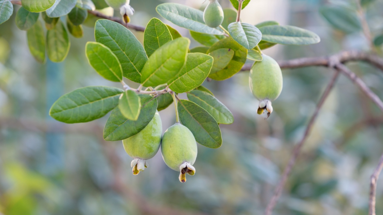 Feijoa's fruits, on the tree