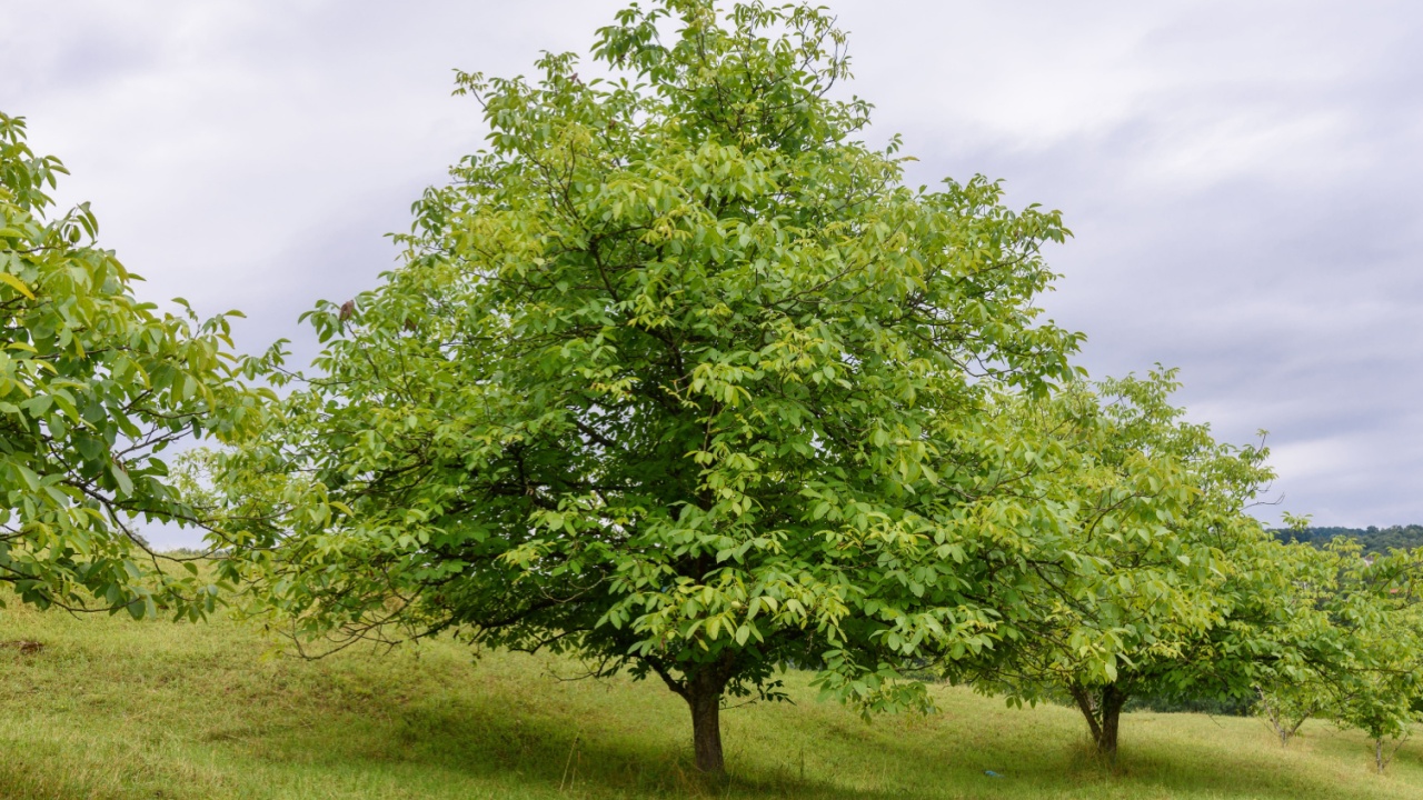 Green ripe walnuts on tree. 