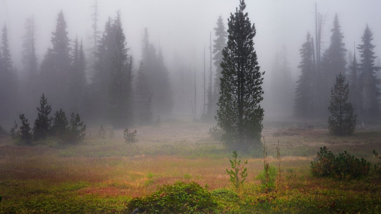 A background of tall coniferous trees standing in the fog at a beautiful fall alpine meadow 