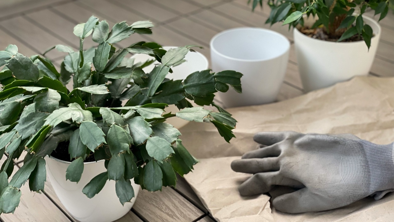 Repot of decorative houseplants Christmas cactus in white flowers pots on a terrace balcony