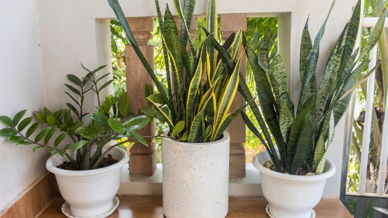 Succulents. Zanzibar Gem (ZZ plant, Zuzu plant, aroid, emerald palm), Sansevieria yellow and green (other names: Snake Plant, Mother in Law Tongue Plant), on the balcony. Close-up.