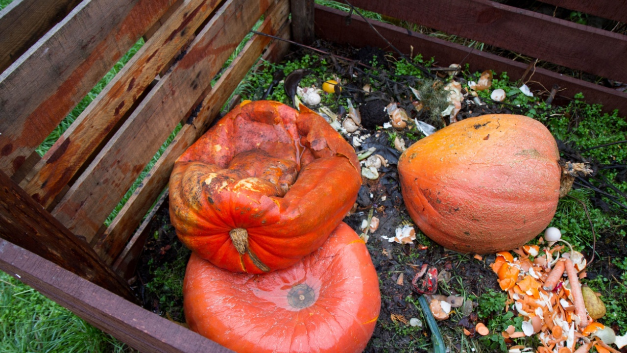 Withered pumpkins thrown into a composter