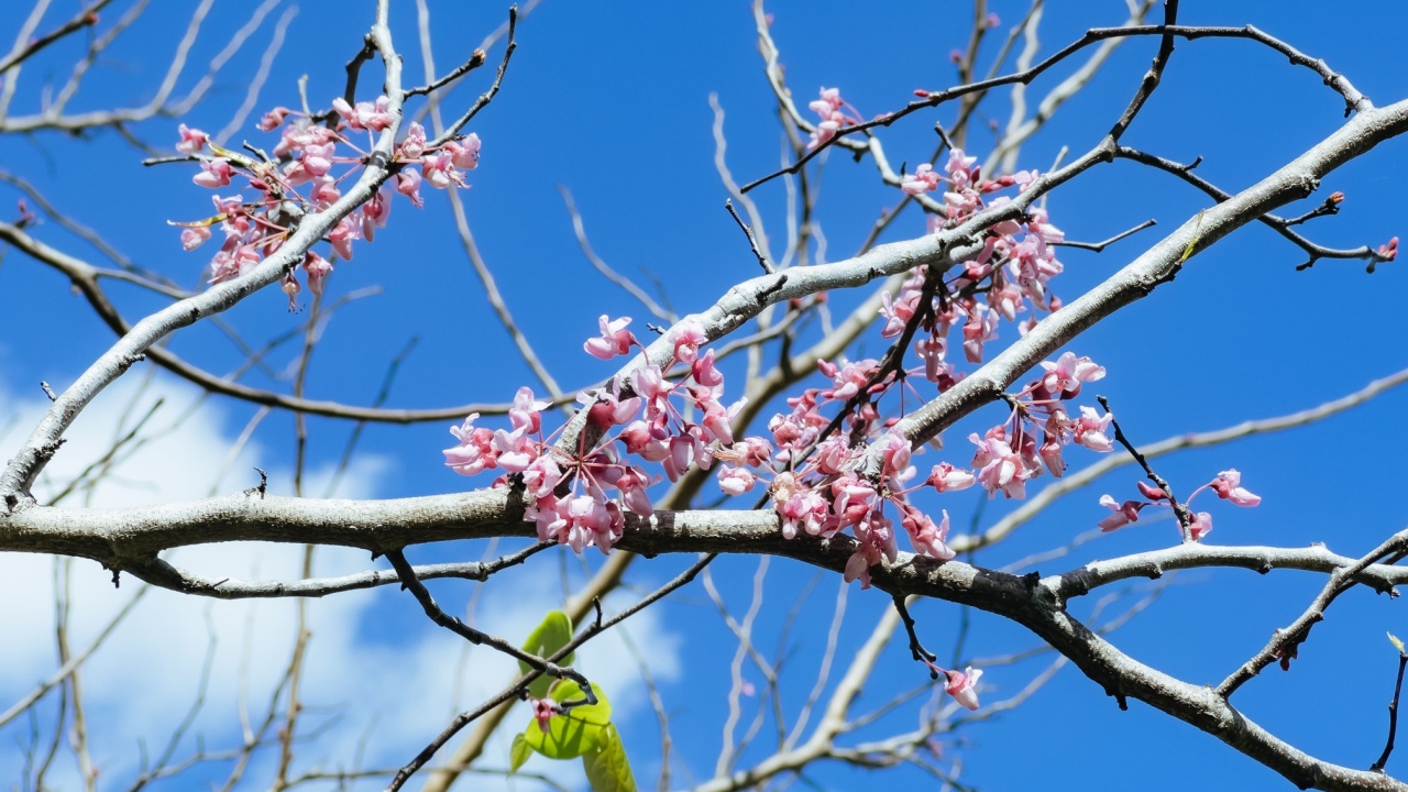 Purple flowers of Cercis canadensis on the branches close-up in the winter of Florida