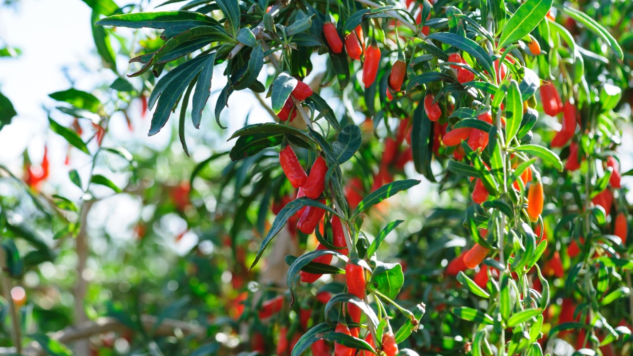 Goji berry fruits and plants in sunshine garden