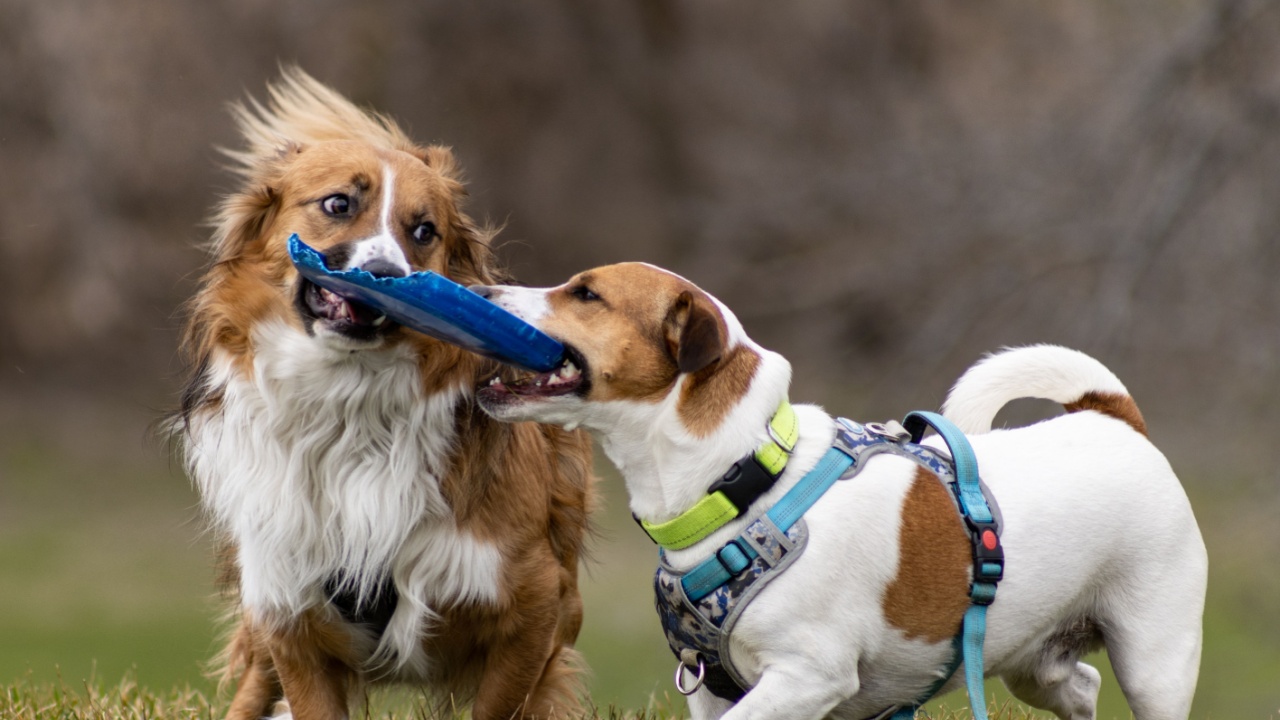 A selective focus shot of the two dogs playing with each other outdoors