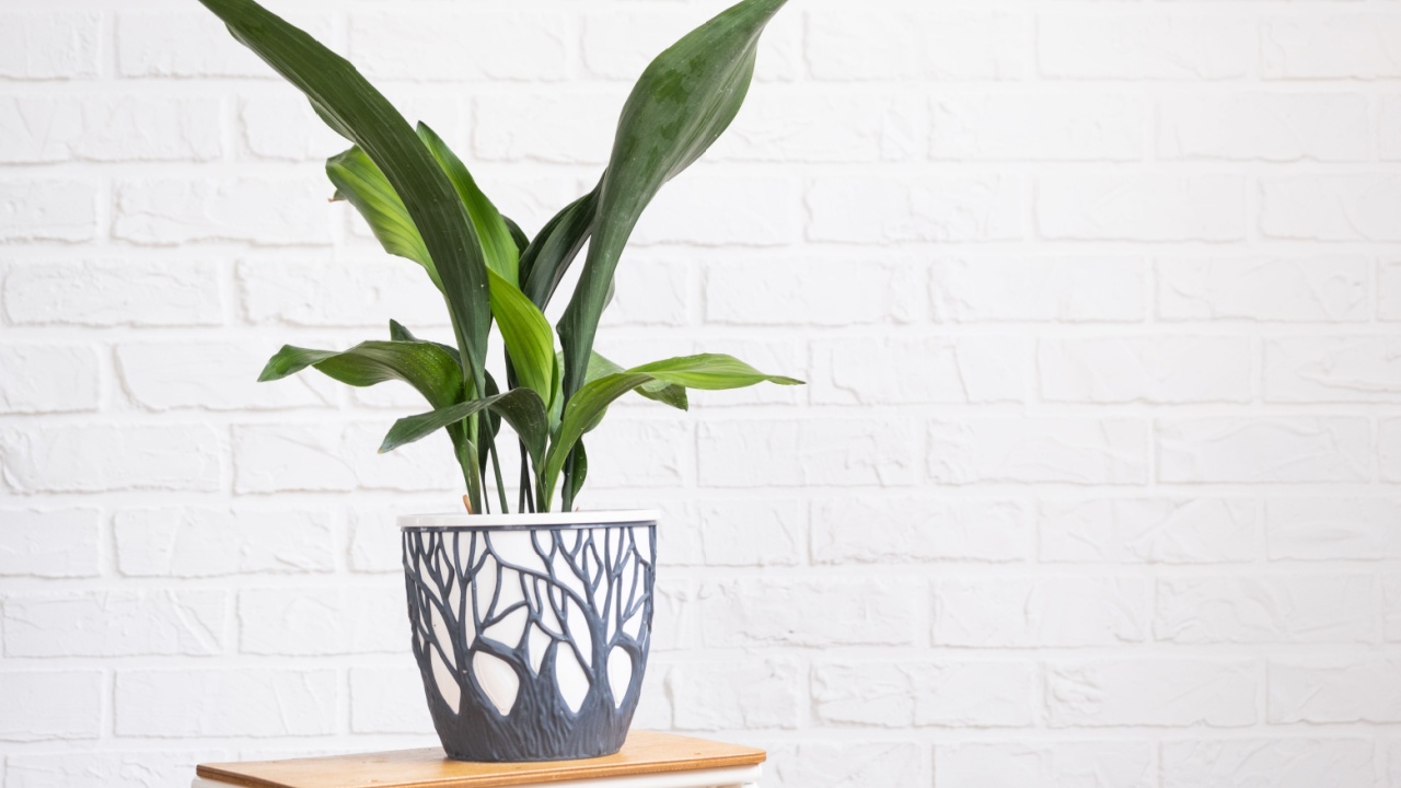 Aspidistra with tough leaves on a stand in interior on whtite brick wall. Potted house plants, green home decor, care and cultivation