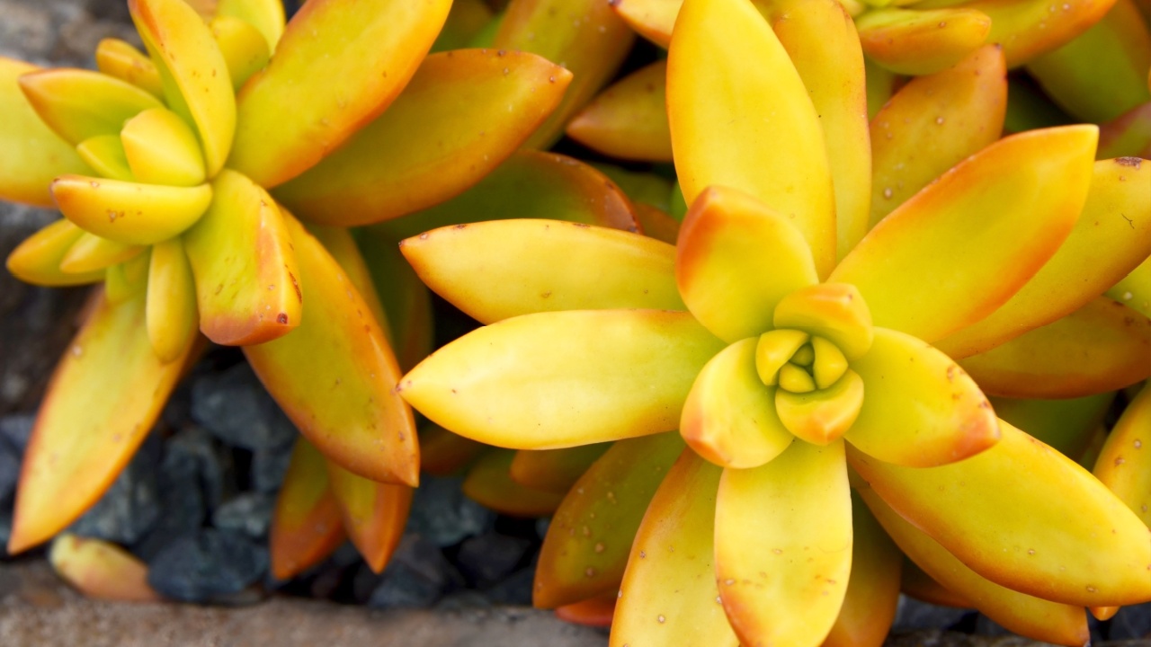 Sedum nussbaumerianum or Coppertone Stonecrop succulent plants in tropical garden of Tenerife,Canary Islands,Spain.Selective focus.