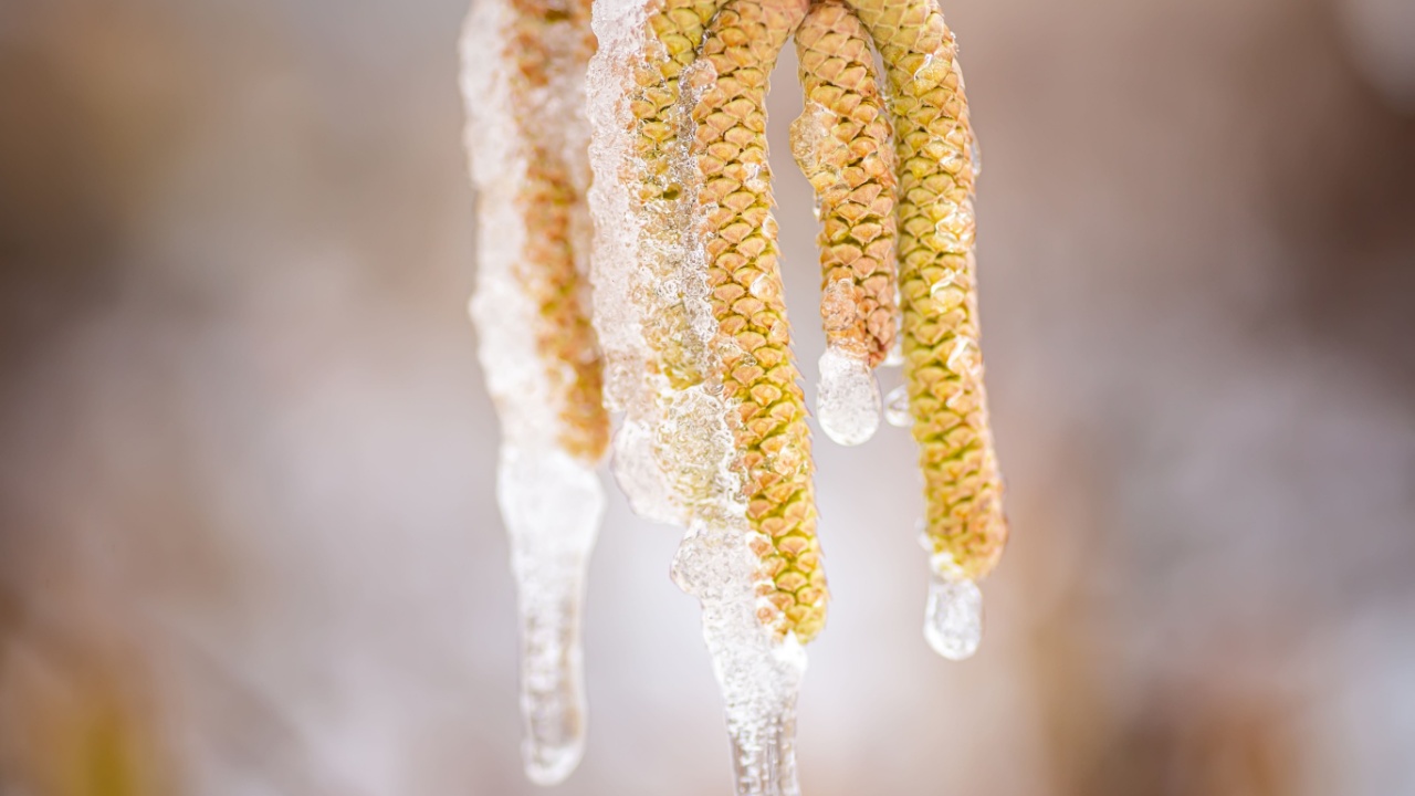 Young male catkins of Corylus avellana, Common hazel on the branches of tree near Female flower. covered with ice and snow after spring frosts. Snowfall in spring. Frost destroyed the crop of nuts