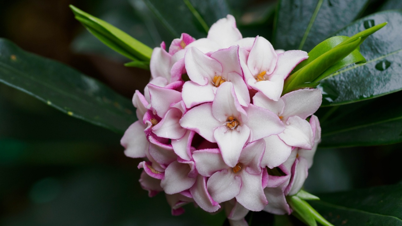 Winter daphne flower on the rainy day