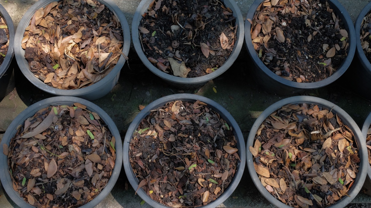 Dry fallen leaves of trees are used for compost in pot.