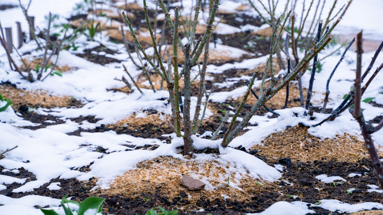 Melting snow in a flower bed with growing roses. Spring rose garden with snow. Well-groomed pruned rose bushes after winter