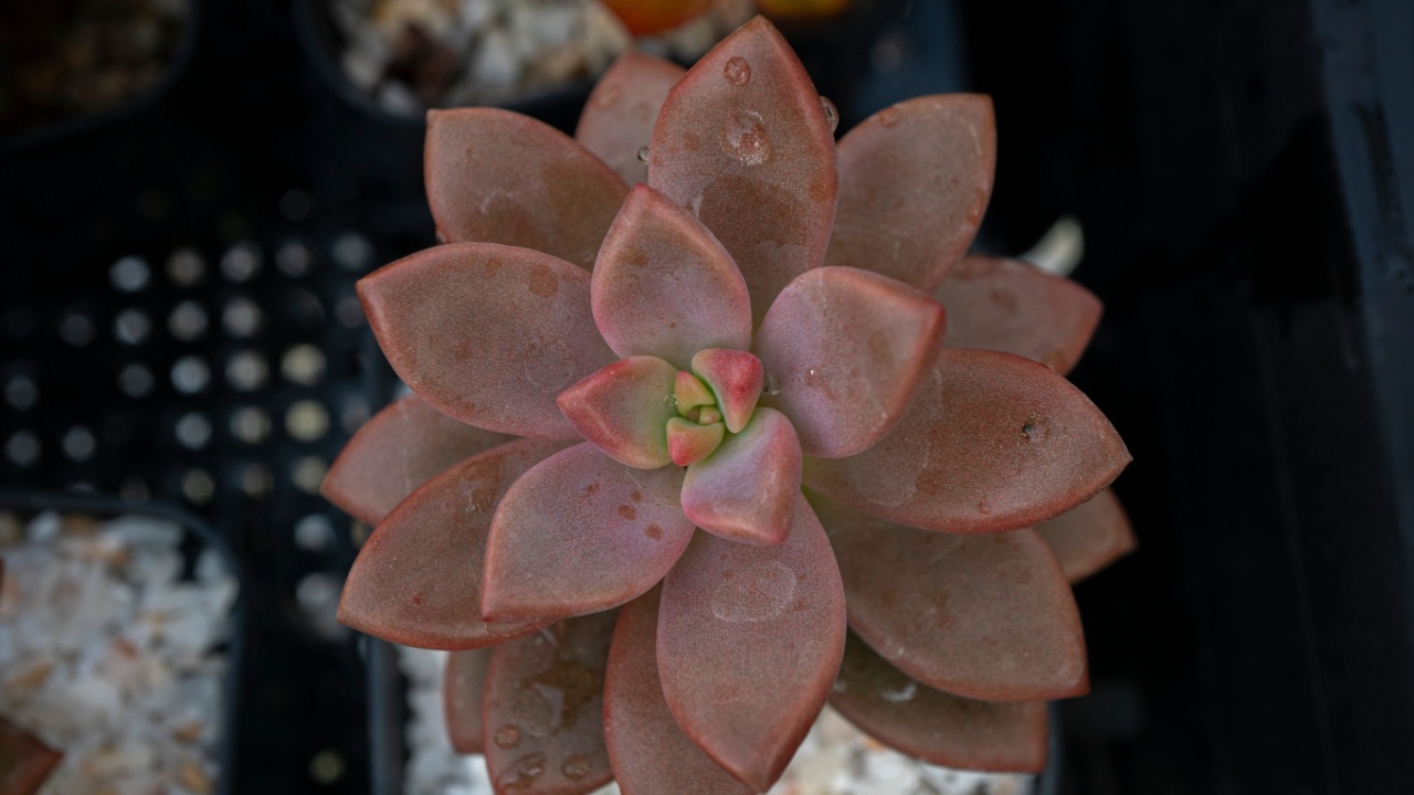 The Echeveria orange monroe (rosette succulent), Cactuses in a black pot on a brown background. Selective focus.