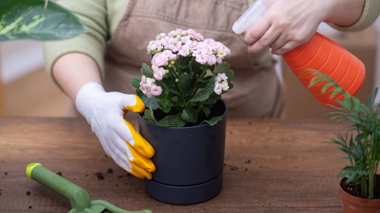 kalanchoe flower pots, watering with spray bottle, gardening tools, and repotting techniques using a trowel and rake
