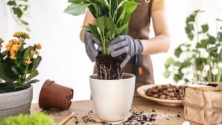 Closeup of Female gardener hands putting white peace lily, spathiphyllum houseplant in flowerpot. Caring of home green plants indoors, spring waking up, repotting home garden, gardening hobby blog