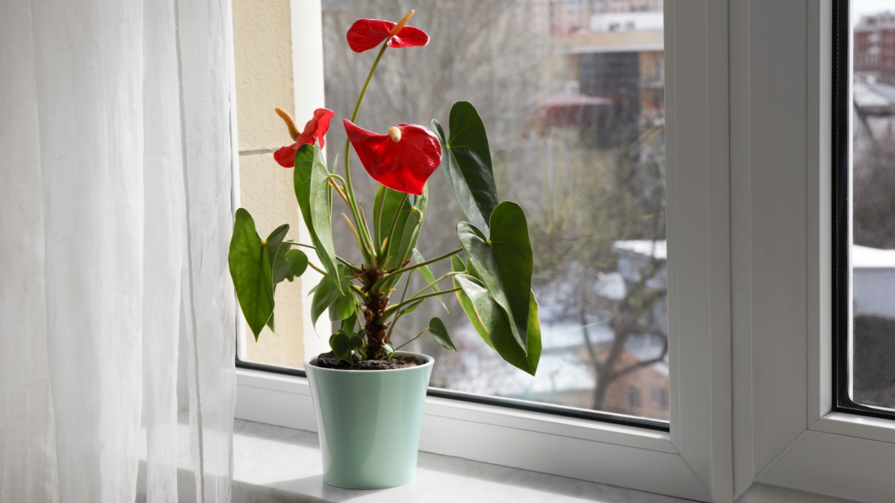 Beautiful anthurium in pot on windowsill indoors. House plants