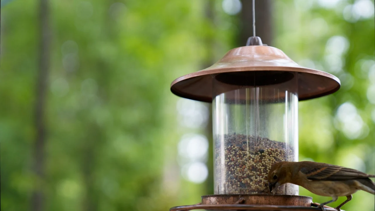 a bird on a feeder. bird on feeder.