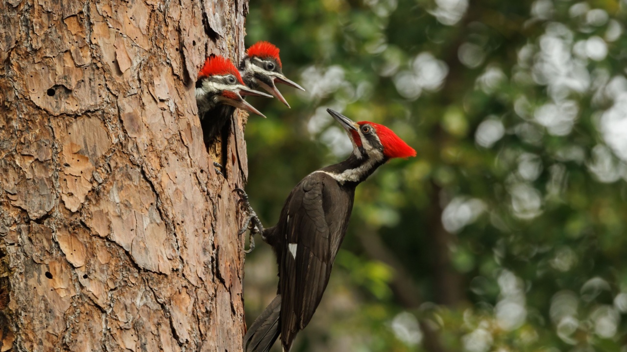 Pileated woodpecker nest in Florida 