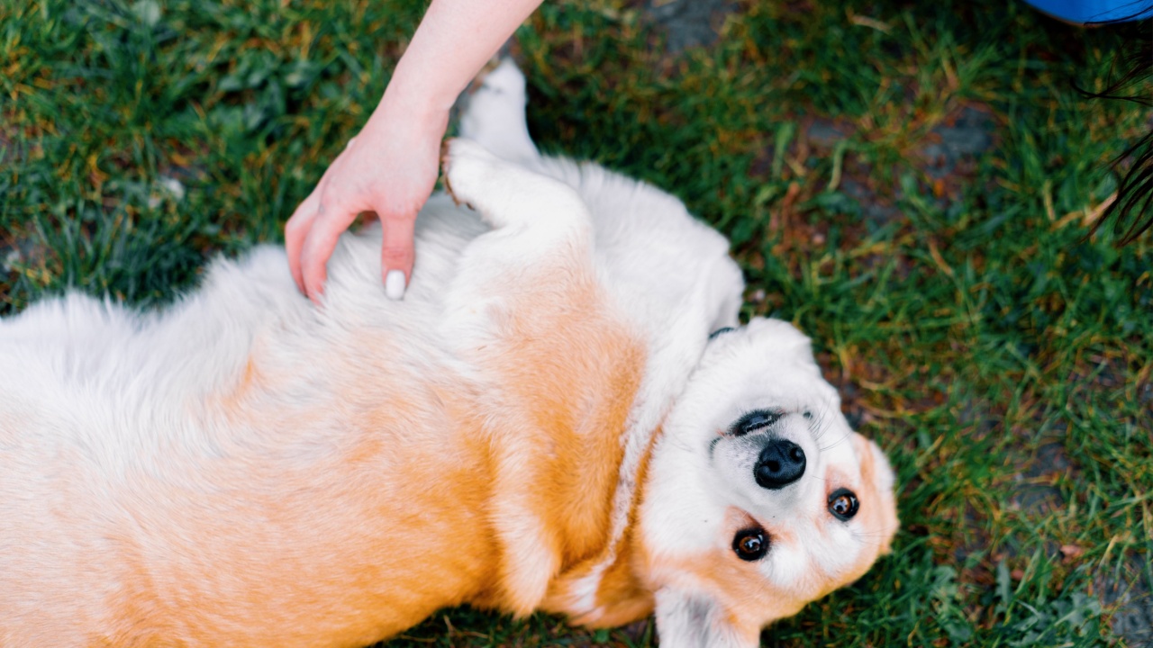 a young girl a zoopsychologist calms down a corgi dog in the park the dog sits next to the owner who praises her