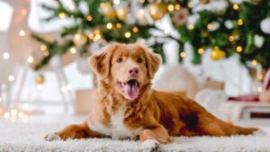 Toller retriever dog in Christmas time lying on floor wit ball toy at home with New Year festive decoration lights on background. Doggy pet and Xmas atmosphere