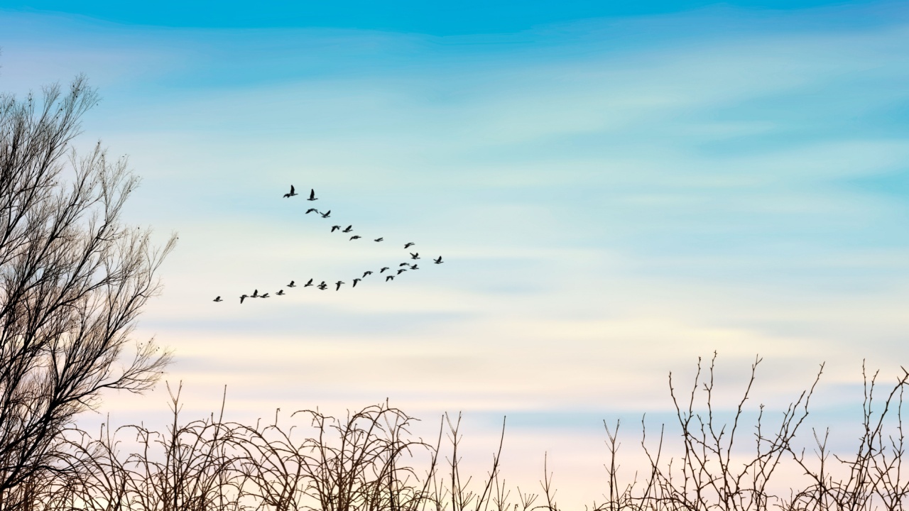 Migratory birds flying in the sky, leafless trees and bushes. Early morning sunrise. Amazing nature landscape.