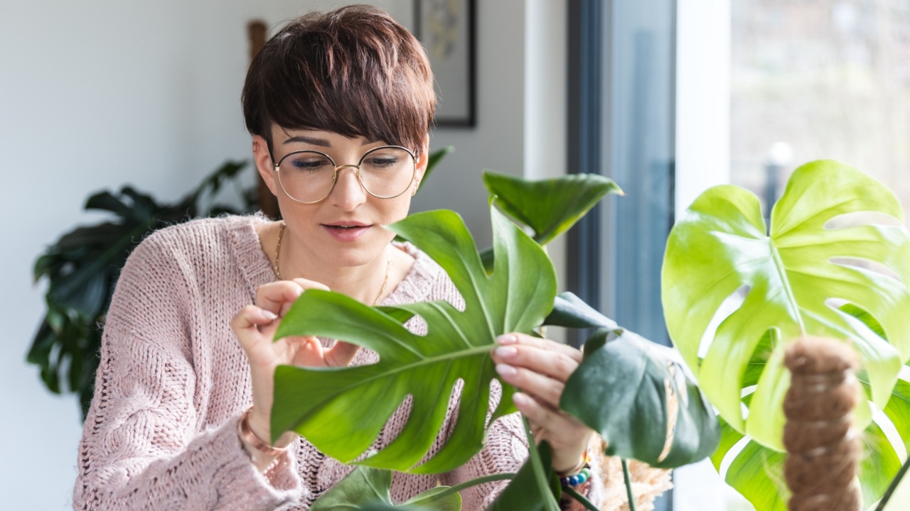 Woman checking houseplants taking care home jungle