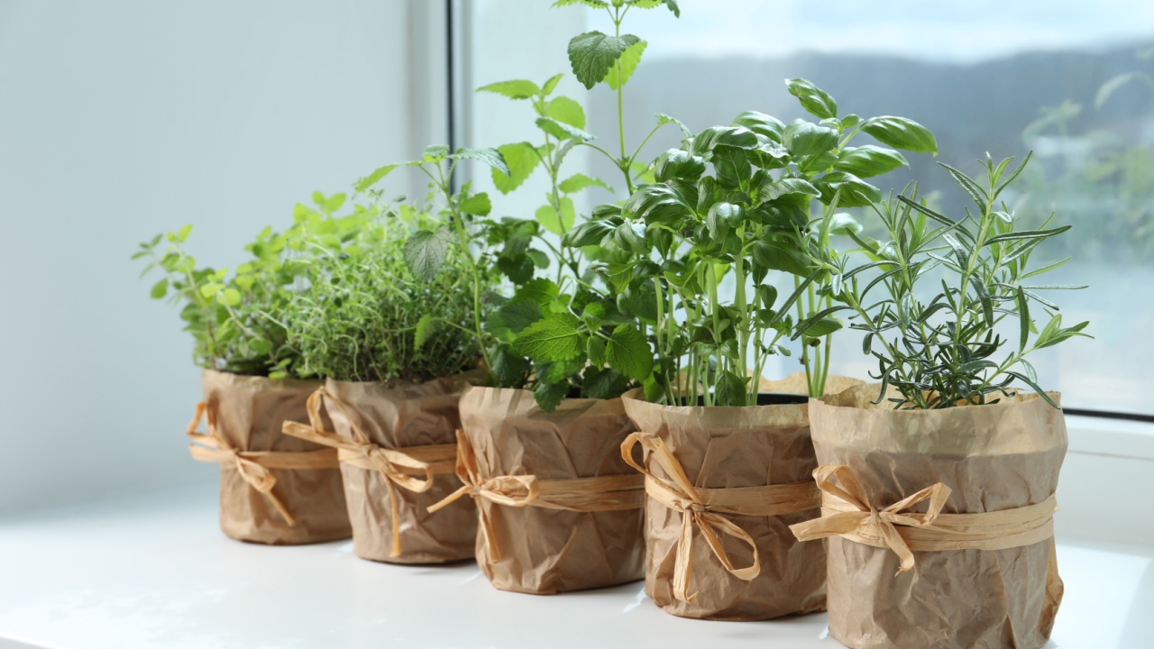 Different fresh potted herbs on windowsill indoors