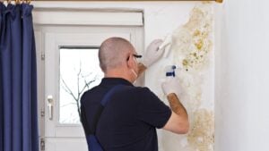 Man removing mold or mildew growing behind the drapes of an external wall in an old house with antifungal spray and tissues.