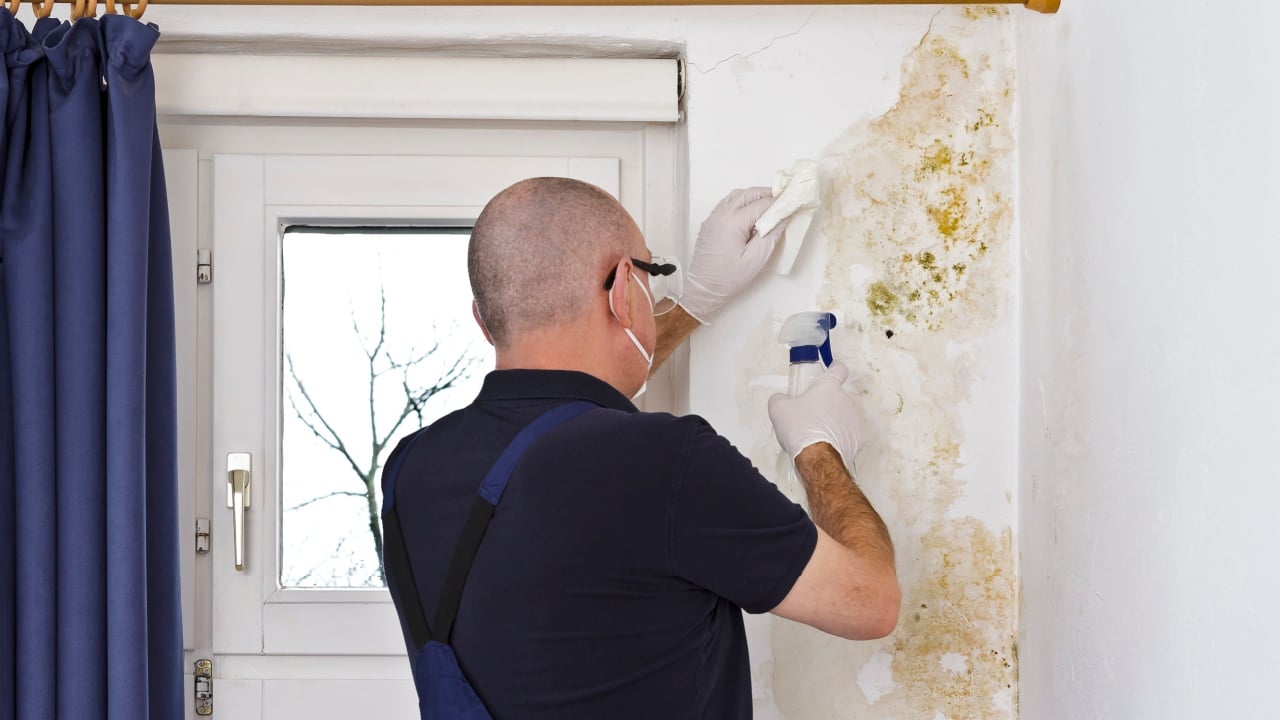 Man removing mold or mildew growing behind the drapes of an external wall in an old house with antifungal spray and tissues.