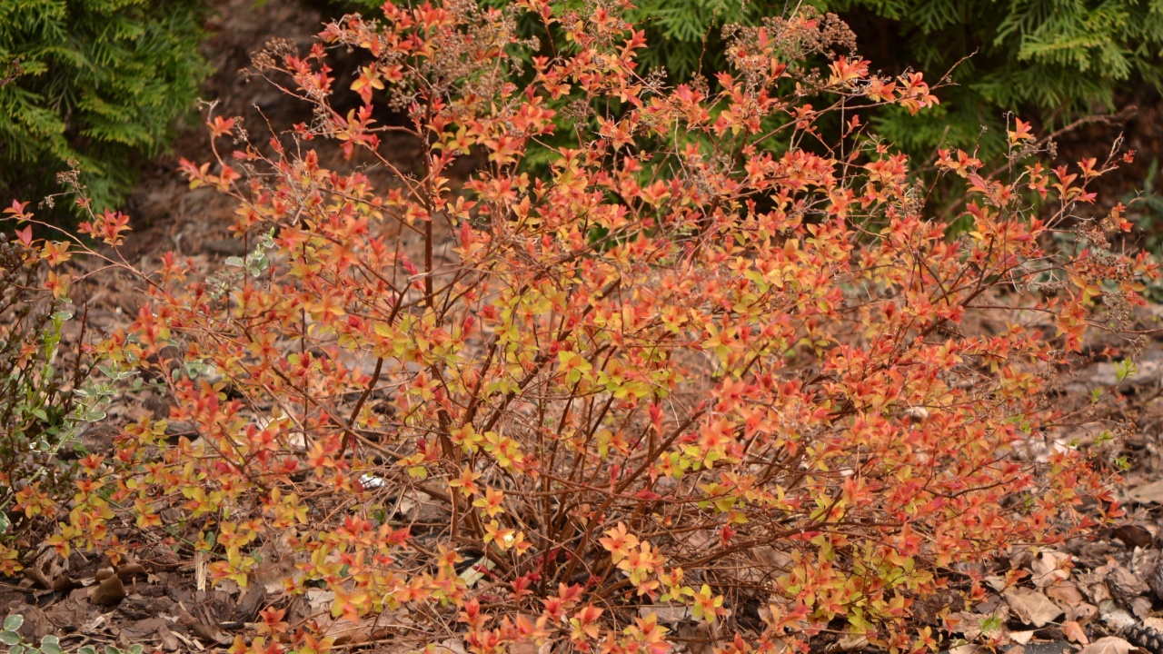 Japanese meadowsweet or Japanese spiraea 'Magic Carpet' (Spiraea japonica)