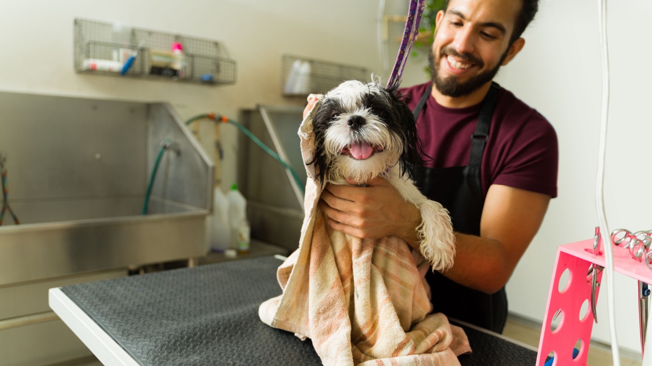 Adorable shih tzu dog clean after a bath ready for a haircut from a happy mal working as a pet groomer