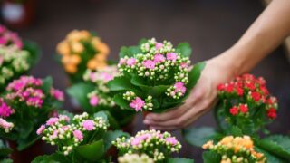 From above of anonymous florist standing and looking down while placing kalanchoe blossfeldiana plants with blooming flowers in nursery in daylight against