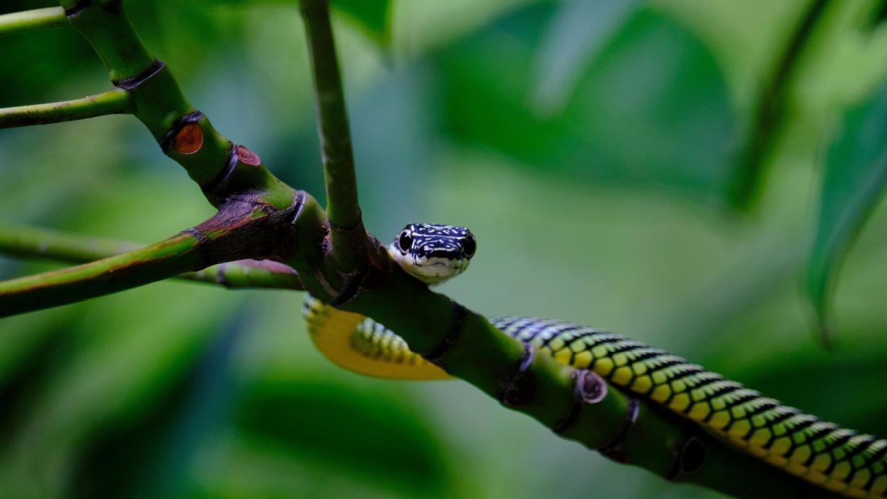 A paradise flying snake (Chrysopelea paradisi) on a branch