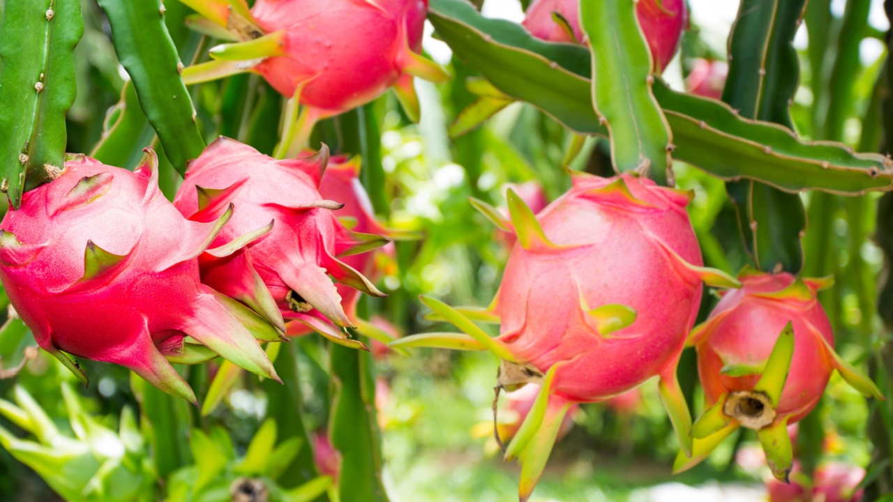Dragon fruit hanging on the dragon fruit tree