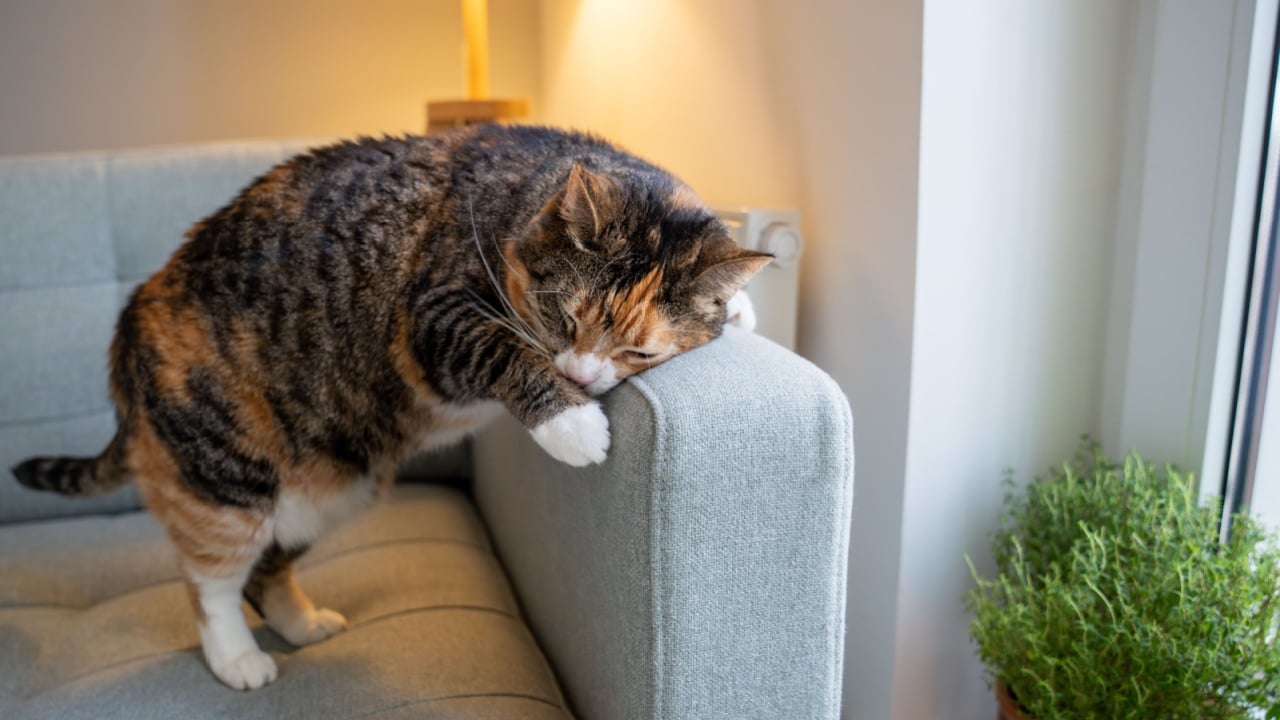 Adult cat rubbing against sofa, spraying scent from special glands with hormones, pheromones to mark territory boundary. Social behavior, domination, genetic instincts of domestic animals at home