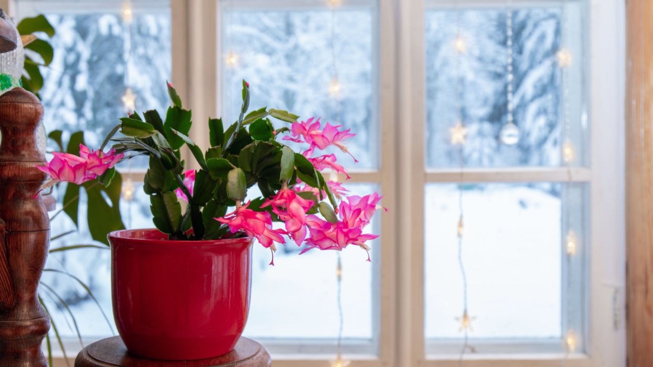 Cultivar belonging to the Schlumbergera Truncata Group called Christmas cactus or Thanksgiving cactus. Plant growing in flower pot in home, full bloom with snowy landscape seen from window.