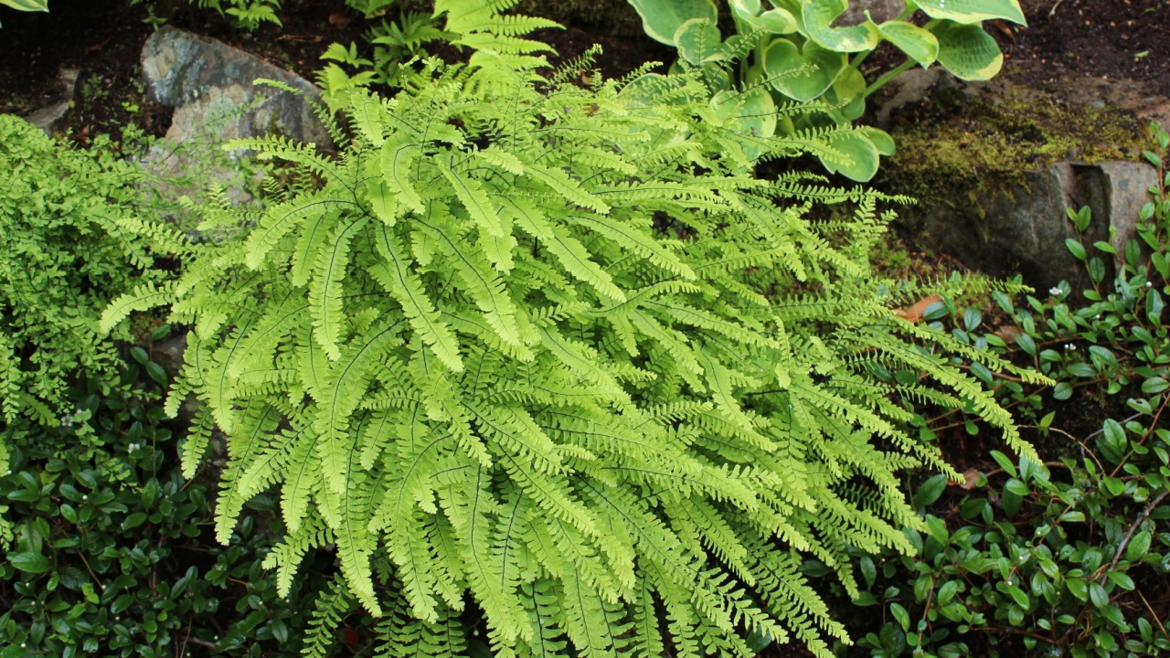 Adiantum pedatum, northern maidenhair fern, green leaves