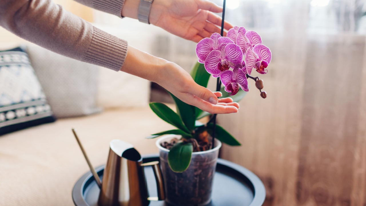 Woman admires blooming purple phalaenopsis orchid touching blossom. Taking care of house plants and flowers