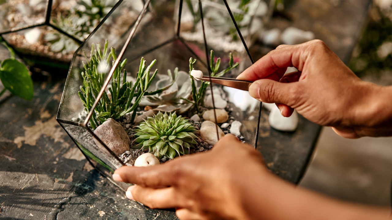 Close-up photo of hands holding tweezers with white stones and placing them in a composition of glass geometric florarium container with succulents, moss, cactus and plants. Home living plant decor.