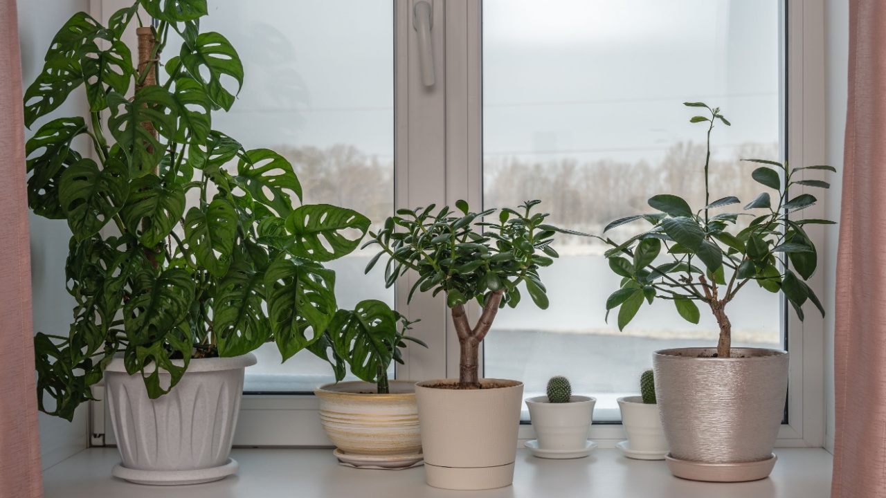 Seed seedlings of tomatoes in pieces on the windowsill against the background of the winter city.