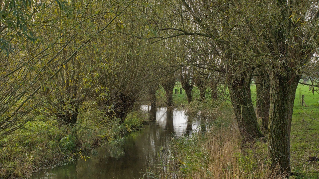 Bare pollarded willows reflecting in the water of Oude Kale creek, Ghent, Flanders, Belgium