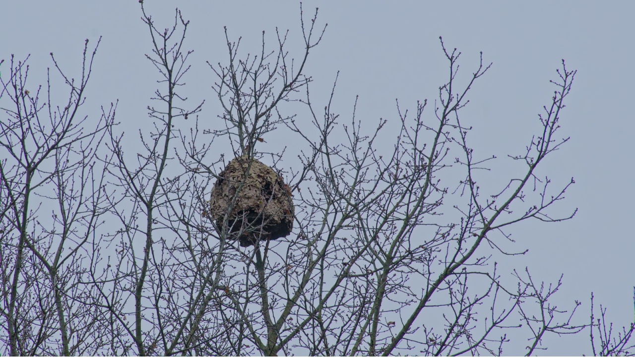 Nest of the Asian hornet (Vespa velutina) high up in the branches of a bare tree