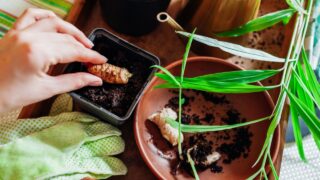 Ginger growing at home. Planting ginger root with swallen buds into pot with soil. Growing food. Gardening