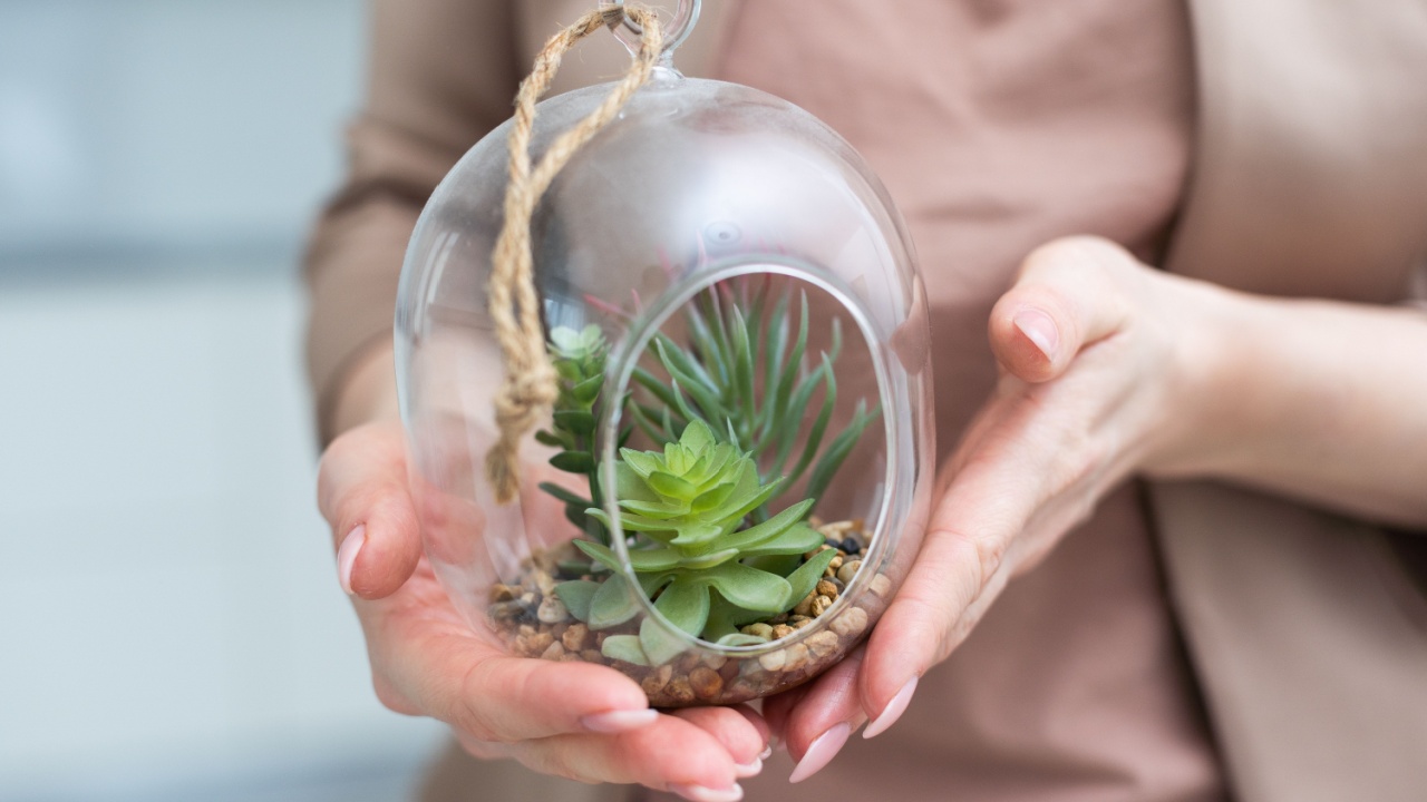 Woman holding glass jar with plant composition inside, closeup