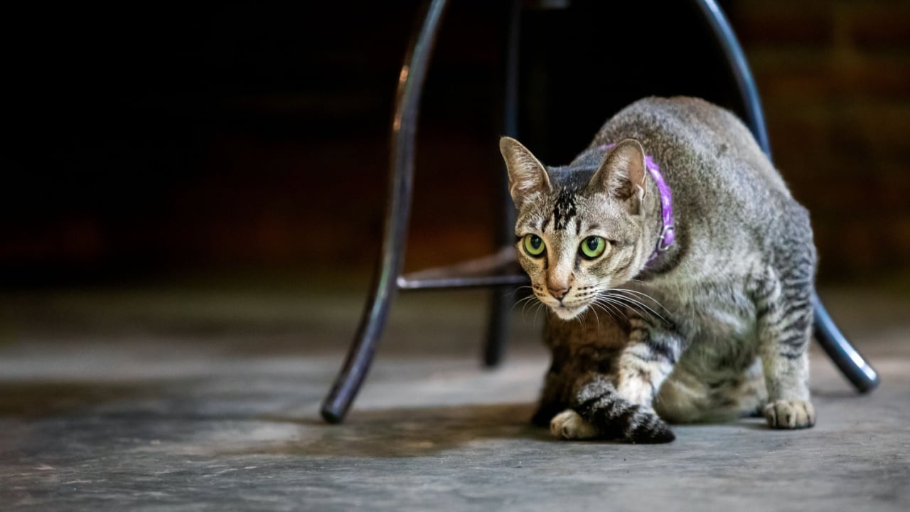 Thai cat, its eyes are staring at something.