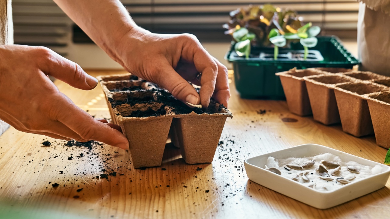 Unrecognizable woman planting germinated seeds in biodegradable peat pot filled with black soil. Seasonal planting and sowing. Growing organic farm products. Sustainable agriculture.