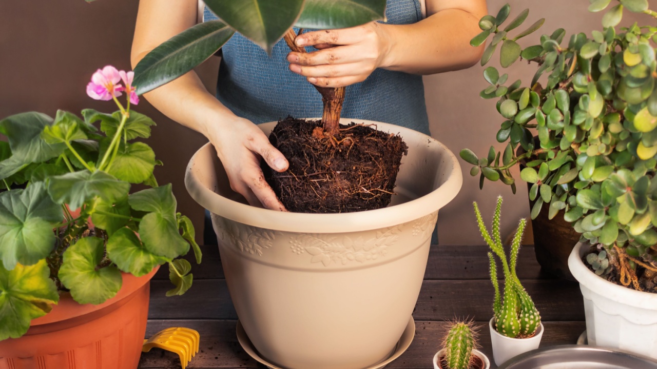 Woman Replanting Flowers and Planting Plants. Spring Houseplant Care, Waking Up Indoor Plants for Spring. Woman is transplanting plant into new pot at home. Large Rubber Ficus