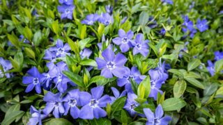 Blue blooms of vinca minor flowers on groundcover vines with fresh green leaves, as a nature background