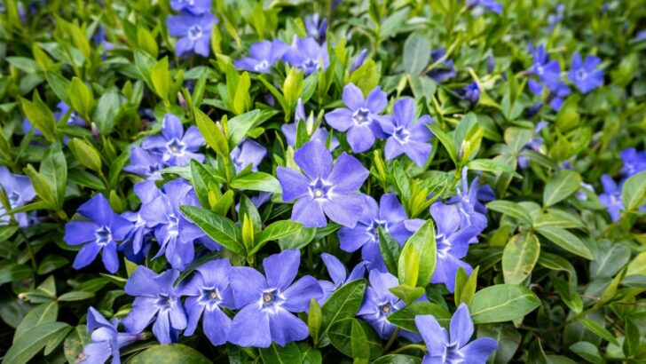 15 Hardy Ground Covers That Bring Color to Any Spot
